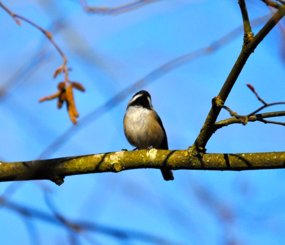 littlebird.jpg littlebird.jpg
