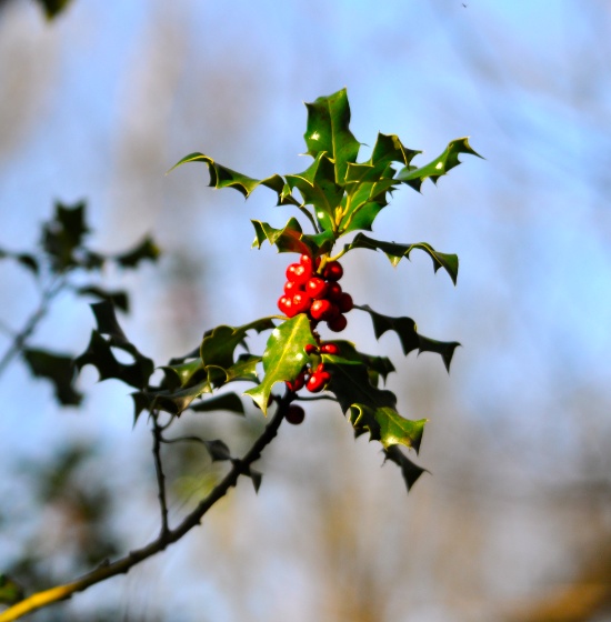 holly.jpg holly.jpg