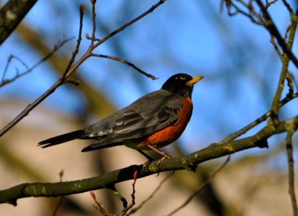 robin.jpg robin.jpg