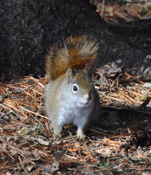 squirrel2.jpg