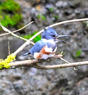kingfisher3b.jpg Kingfisher3b