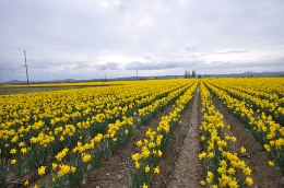 daffodils.jpg Daffodils