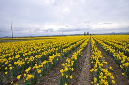 Daffodils