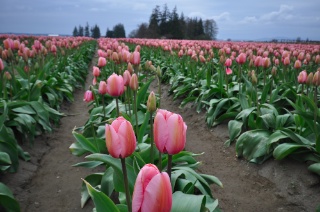 pinktulips.jpg Pinktulips