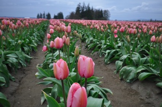 Pinktulips