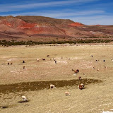Lamas überall