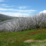 surreale Landschaften am Mount Beauty