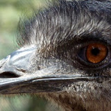 Emu