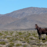 einsames Pferd in der Pampa