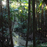 Regenwald auf Fraser Island