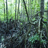 Riesenwurzeln in Cape Tribulation