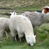 kuschelige Lamas
