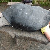 letzte Schildkröte ihrer Art