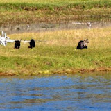 Mama Grizzley mit Jungen