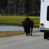 Bison geht Spazieren