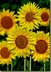sunflowersll8