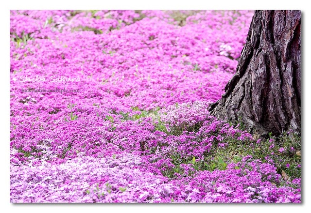 [pink1[2].jpg]