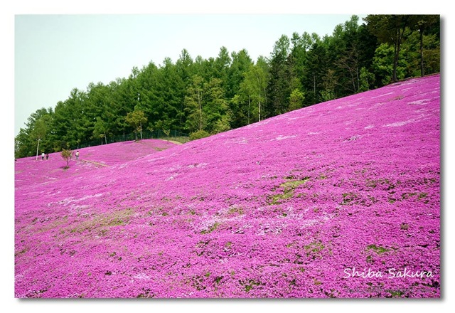[pink5[2].jpg]