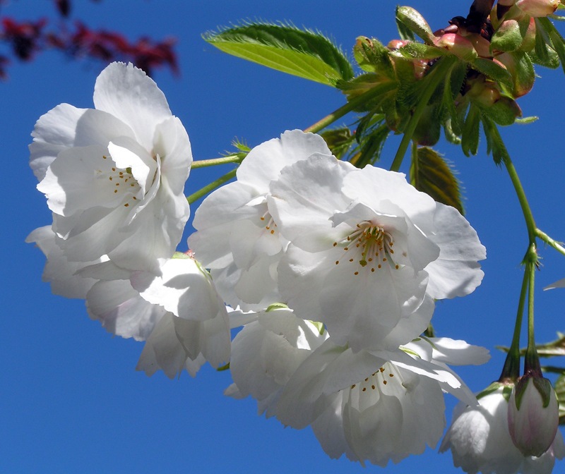 [White-Blossom[3].jpg]