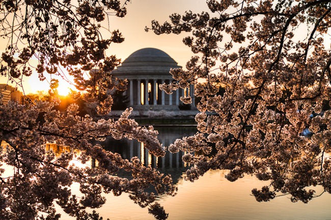 Tidal Basin Cherry Blossoms-2