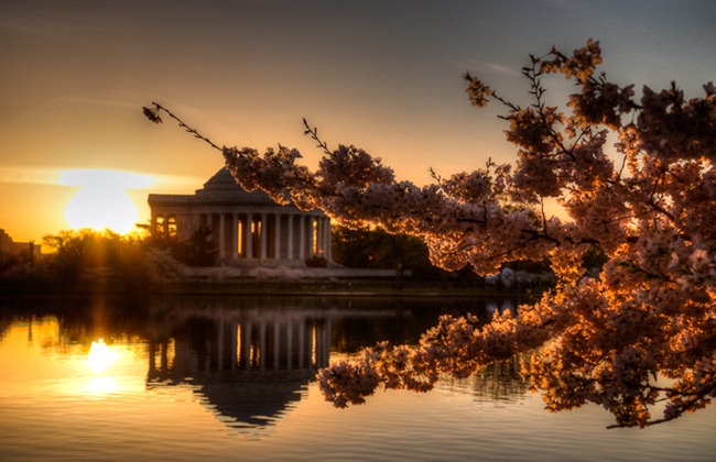 Tidal Basin Cherry Blossoms-3