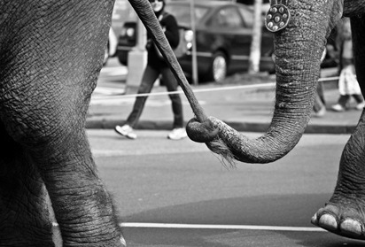 Hold my Tail Hold my Tail