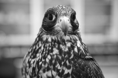 Stare down with a Falcon
