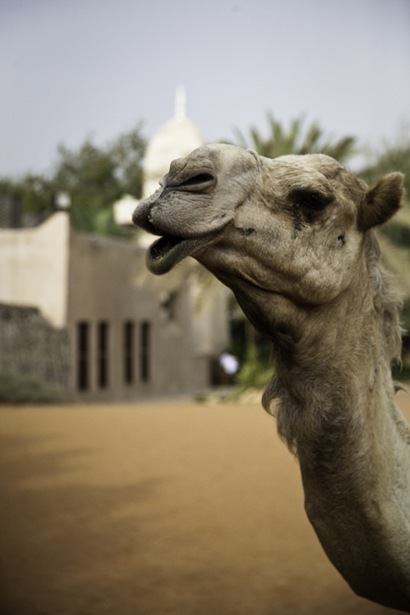 A Camel was parked at a Mosque A Camel was parked at a Mosque