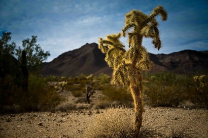 Dramatic Light on Cactus on Organ Pipe Cactus National Monument