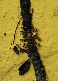 Ants