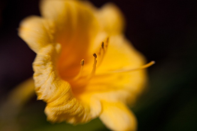 Dreamy Yellow Flower