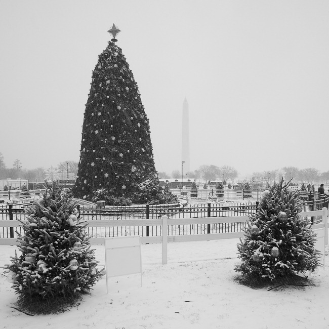 [National Christmas Tree[4].jpg]