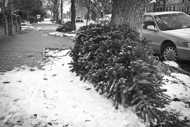 [Capitol Hill Christmas Tree-11[4].jpg]