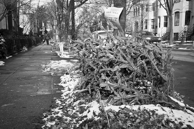 [Capitol Hill Christmas Tree-15[4].jpg]