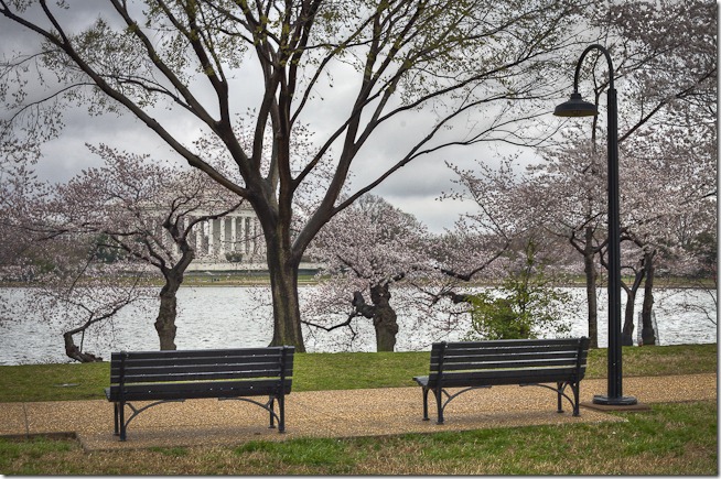 Cherry Blossoms on the Tidal Basin