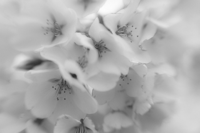[Cherry Blossoms - Lensbaby Macro Black and White-3[4].jpg]