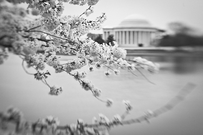 Cherry Blossoms and Jefferson - Lensbaby-3
