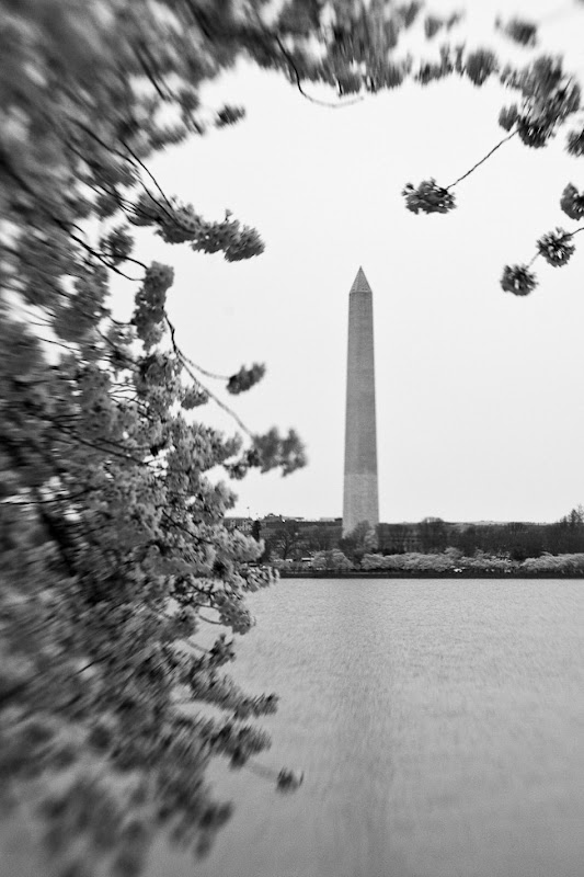 Cherry Blossoms and Washington Monument - Lensbaby