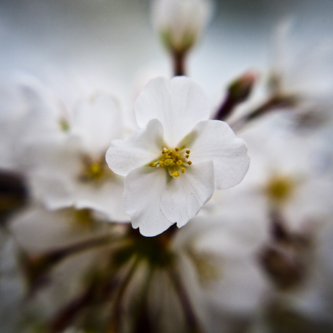 [Cherry Blossoms - Lensbaby Macro Color[4].jpg]