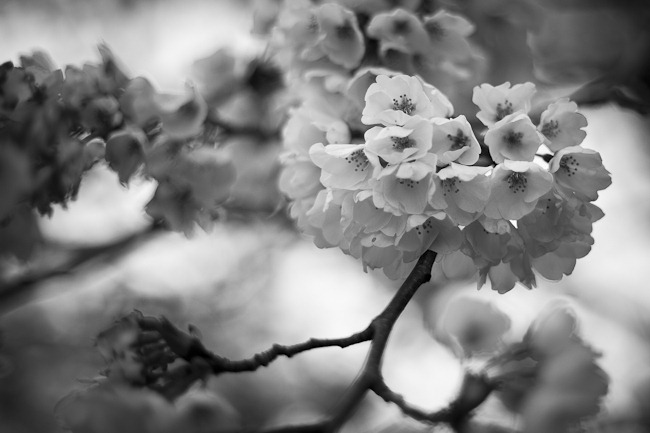 [Cherry Blossoms Black and White-3[4].jpg]