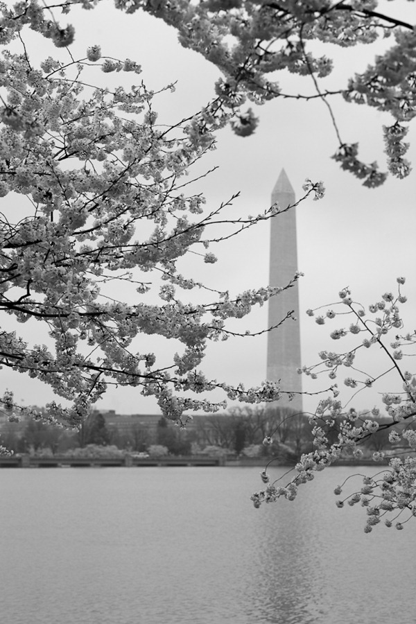 [Cherry Blossoms and Washington Monument[3].jpg]