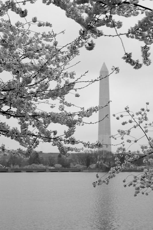 Cherry Blossoms and Washington Monument