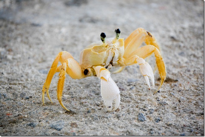 Crab on La Orchilla
