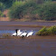 demoiselle cranes