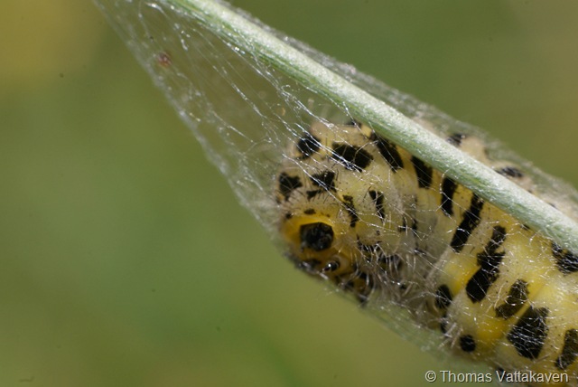 [macroday1032.jpg]