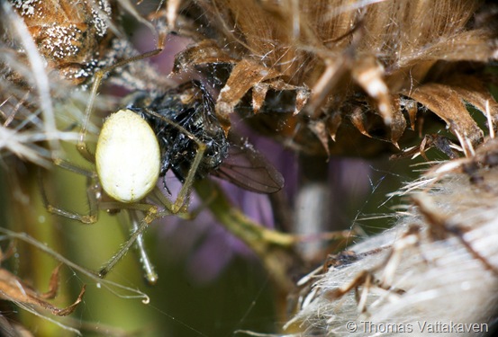 SONY DSC