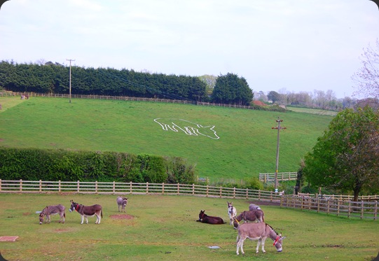 Donkey Sanctuary, Sidmouth. 06/05/2010