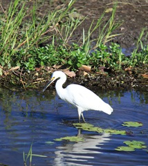 Egret-1