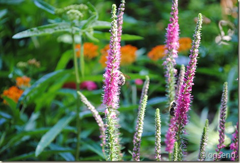 Veronica spicata 'Red Fox'