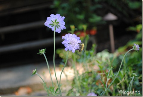 Scabiosa columbaria Pincushion flowers